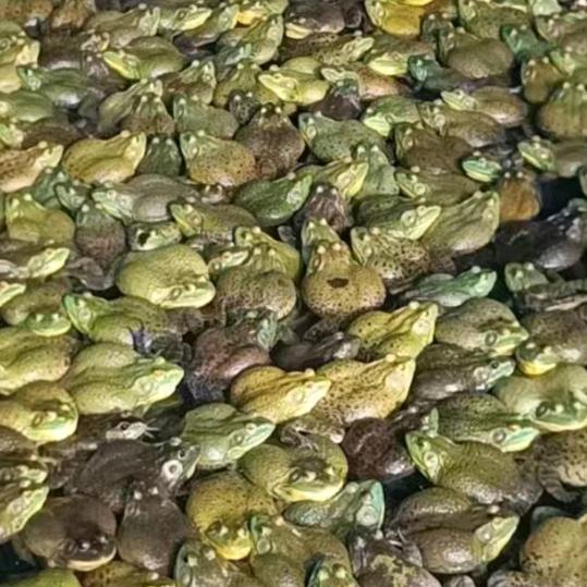 自育牛蛙苗  现金饲料包收蛙
