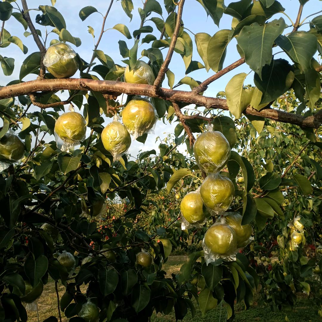 隰县玉露香梨