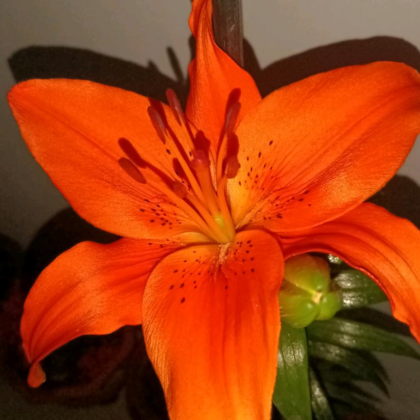 🌵💃💃💃✌️