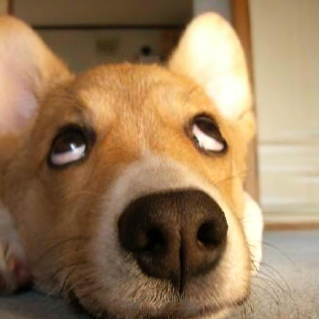 跑外卖的熊老湿