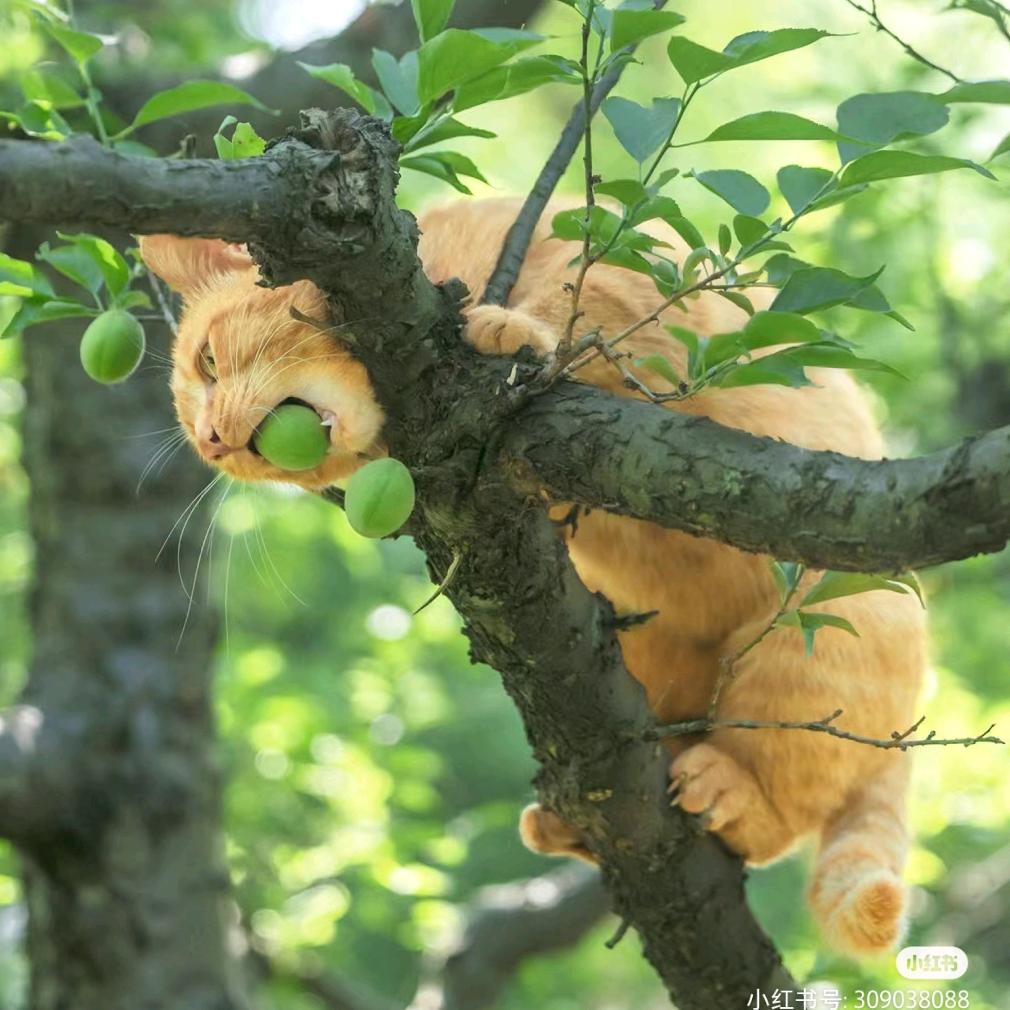 鸭梨🍐