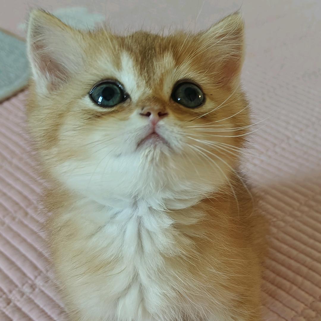 小饭团儿