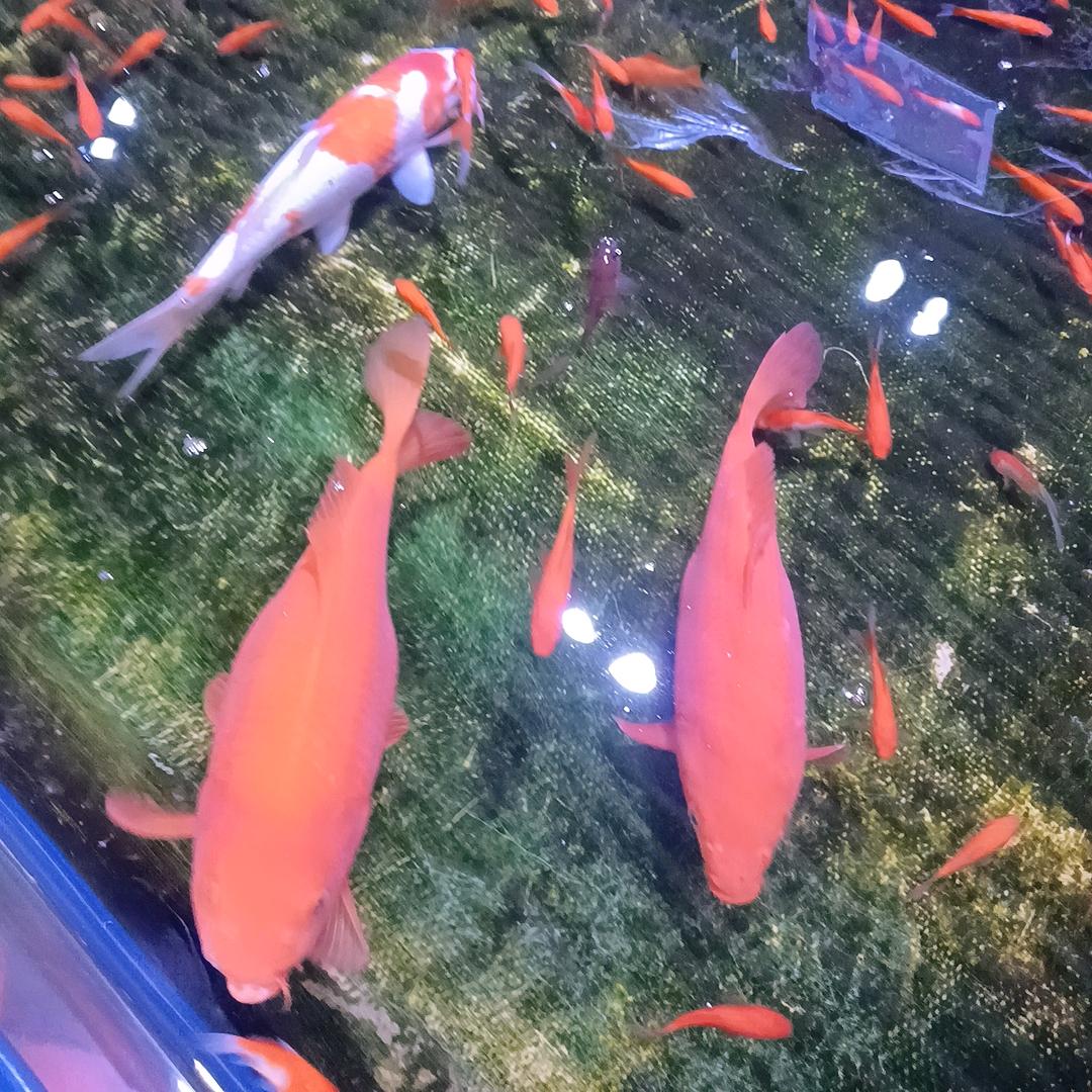 潘二姐