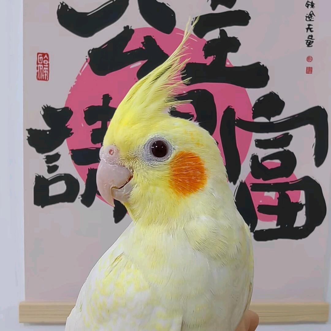 小凤.鹦鹉养殖