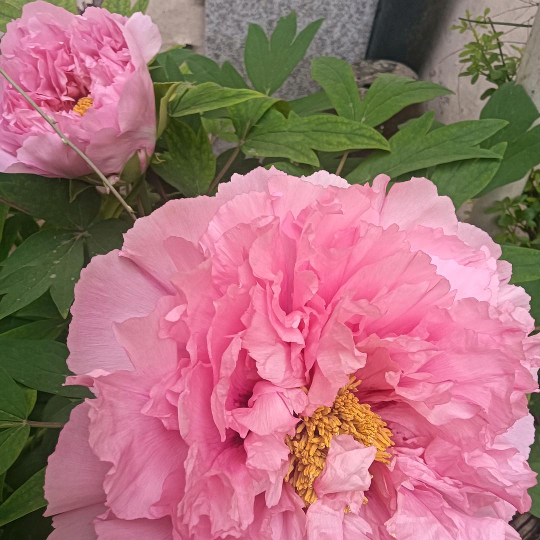 缘分