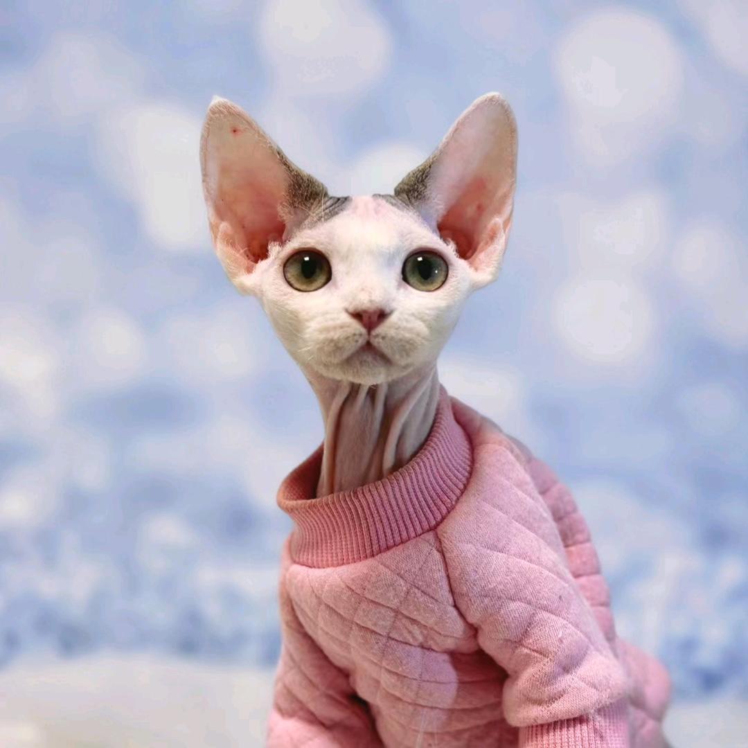 独居女人与猫孩子