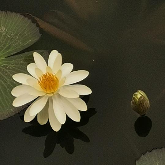 缘