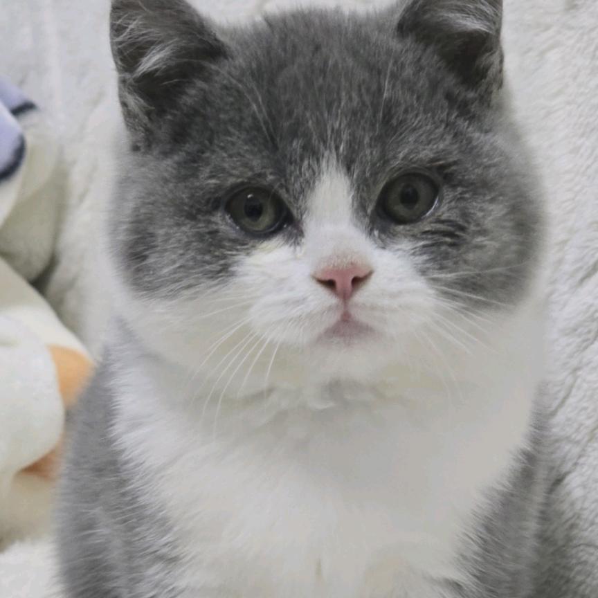 施施_