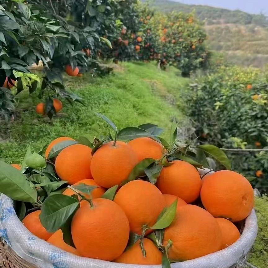 奉节脐橙草草