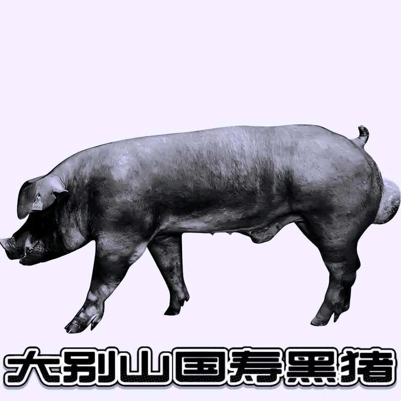 大别山国寿黑猪