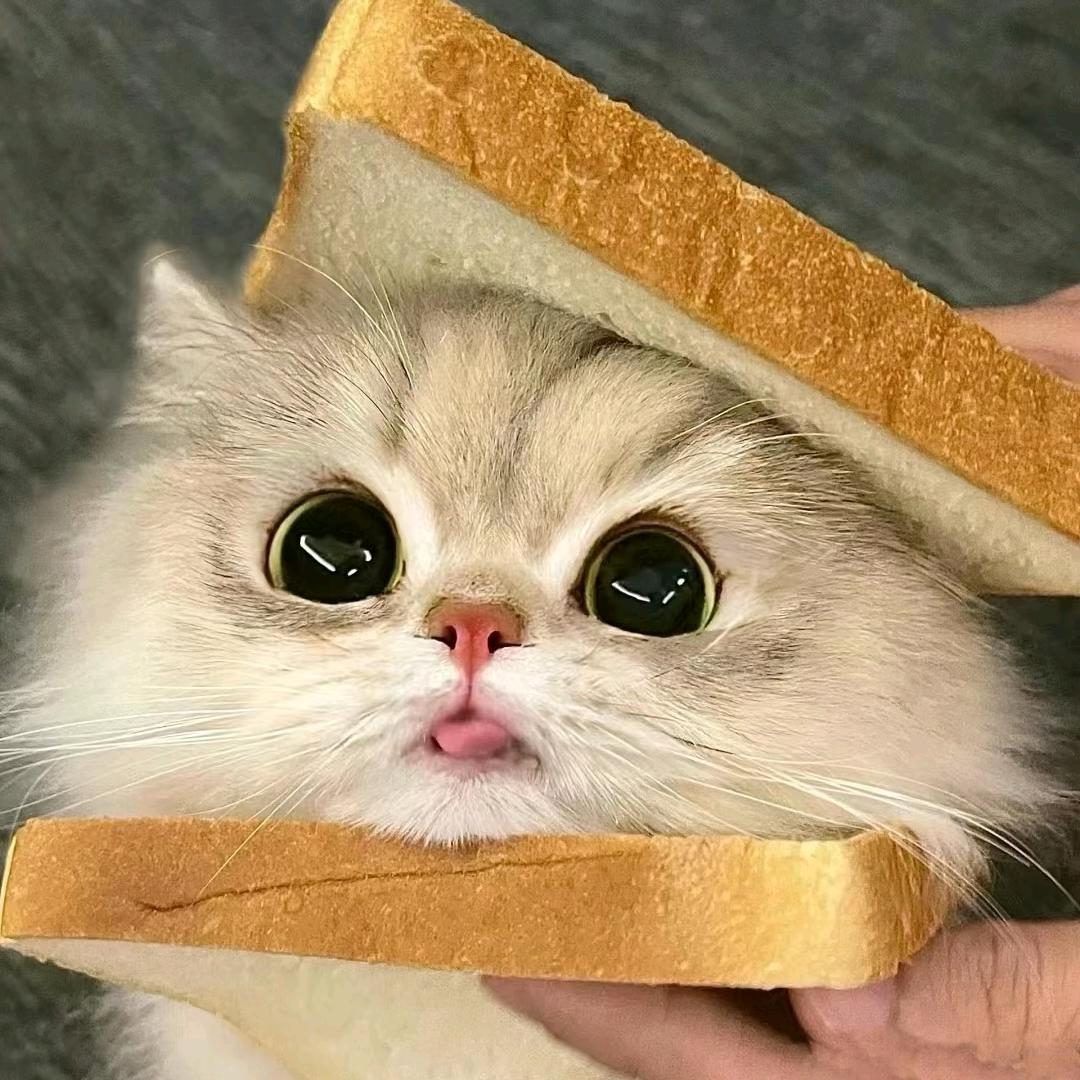 小猫事务所DIY