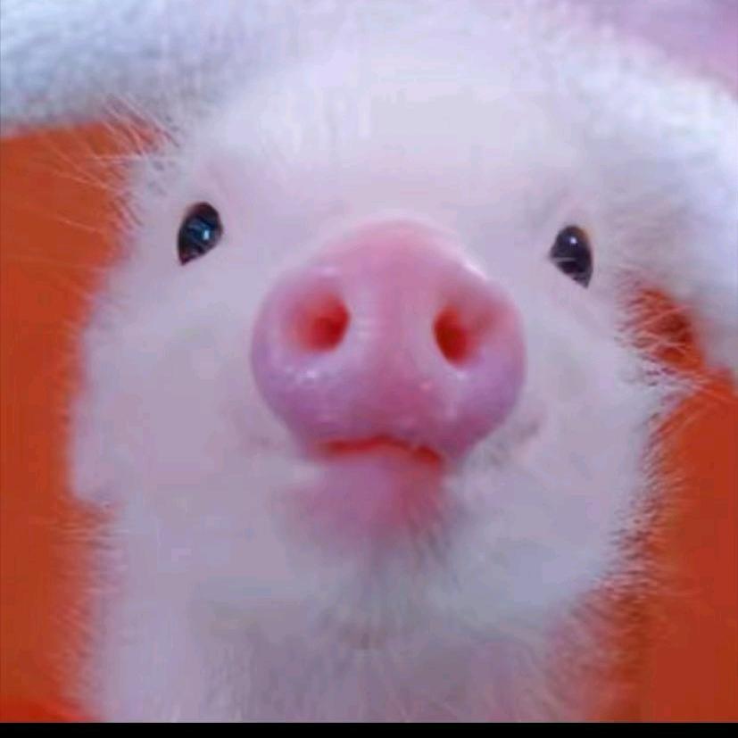 🐷请帮我关一厦门