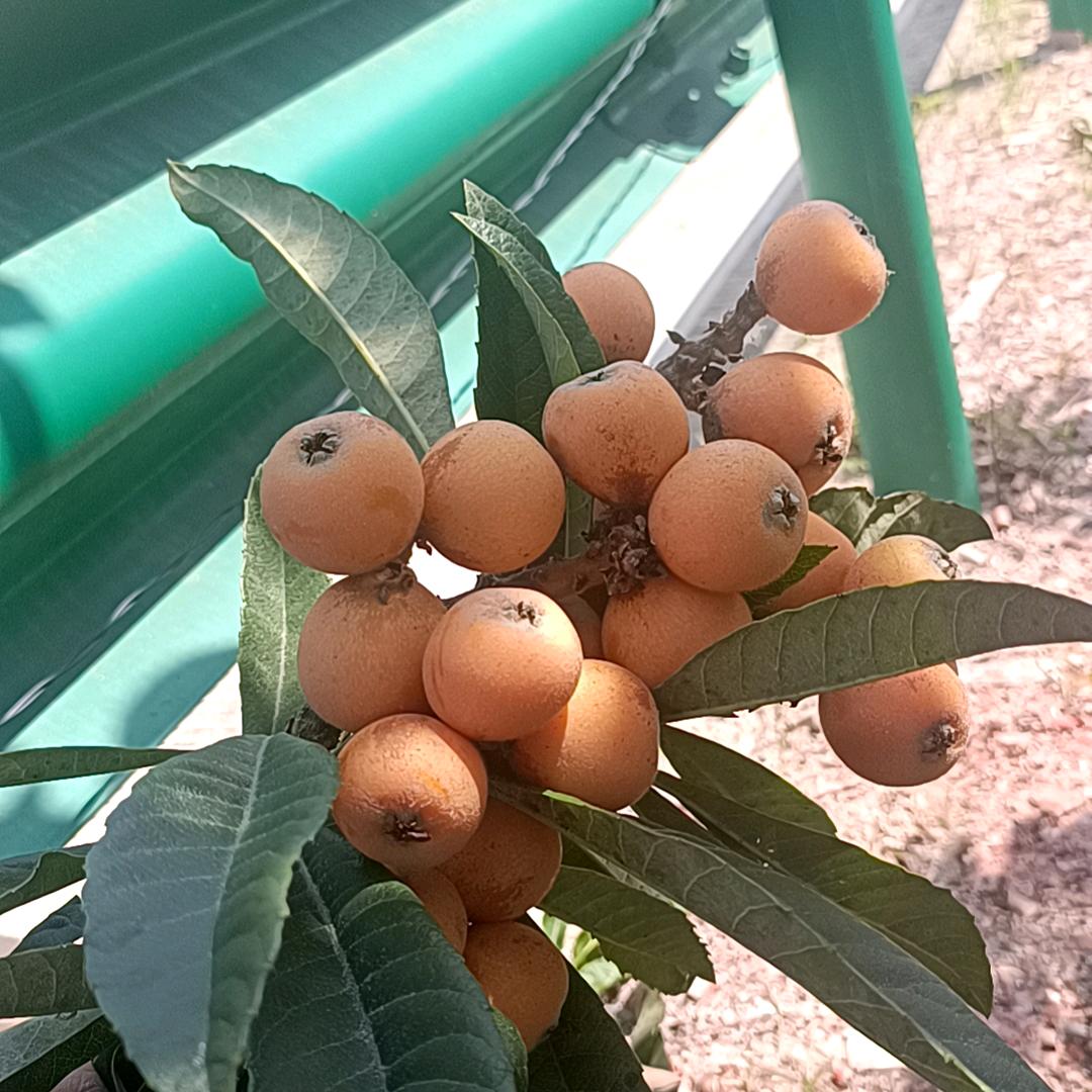 最不像双胞胎麻麻