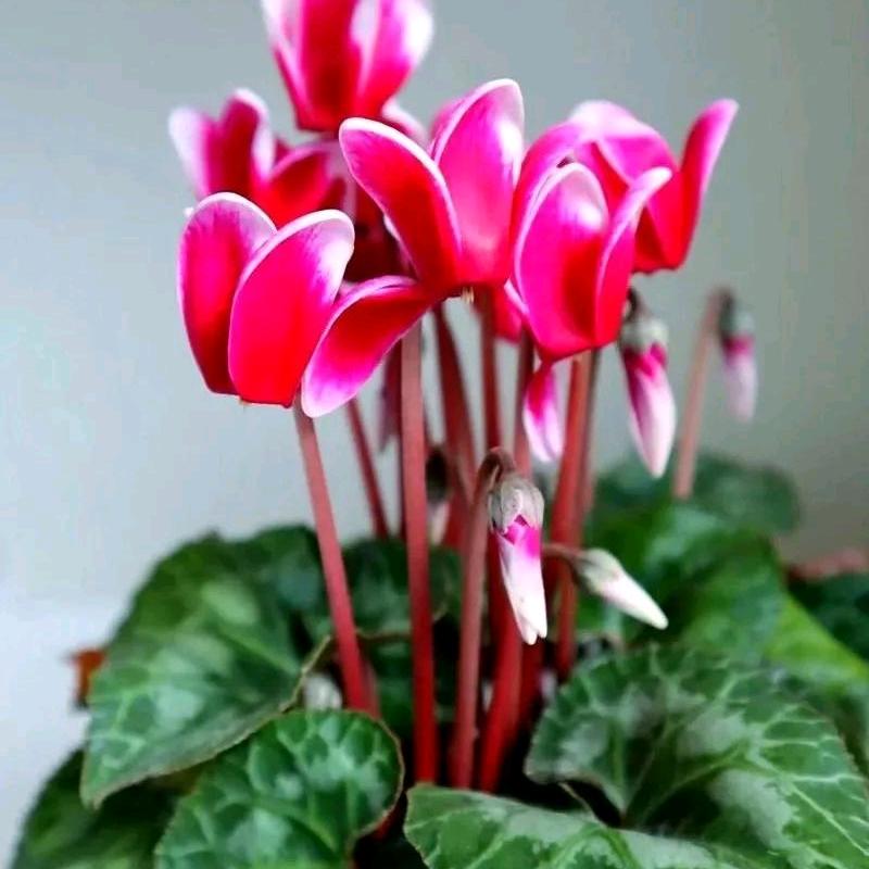 平平安安