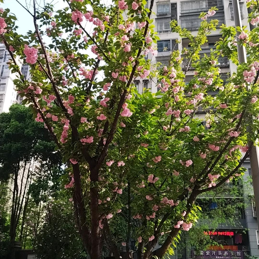 心如苦水短剧