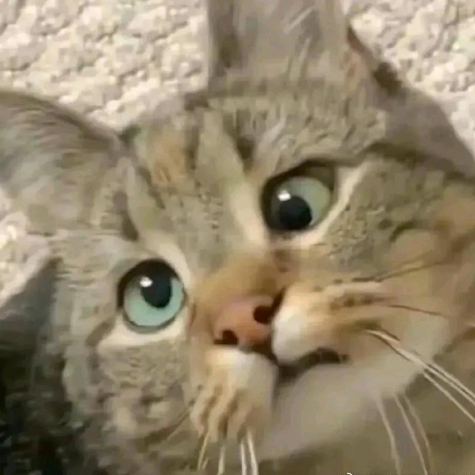 毛奇怪的朋友圈🐒