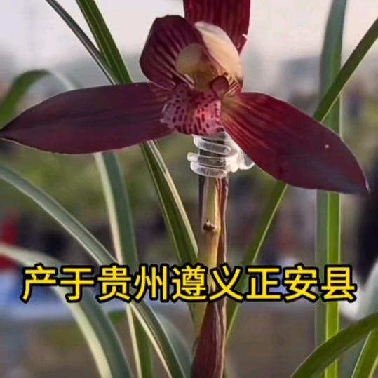 欢天喜地