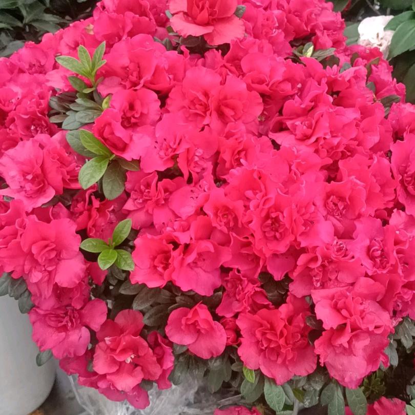 新疆索菲娅爱唱歌🎤