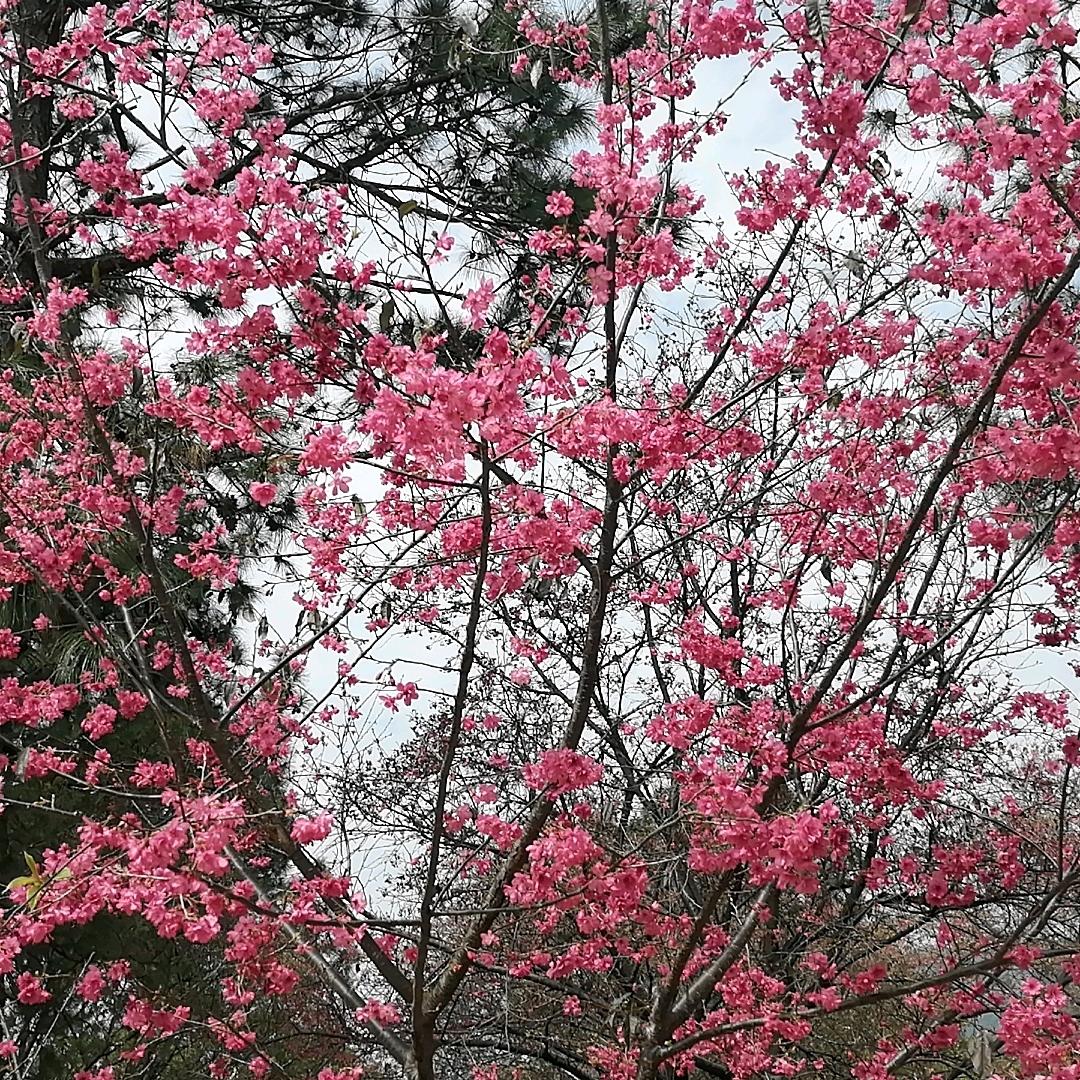 用户红盘哥6570112713792