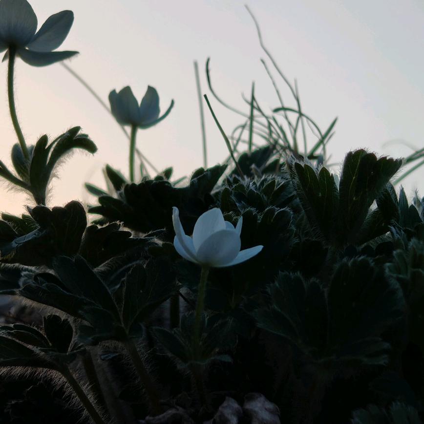 尕白白（好物分享）