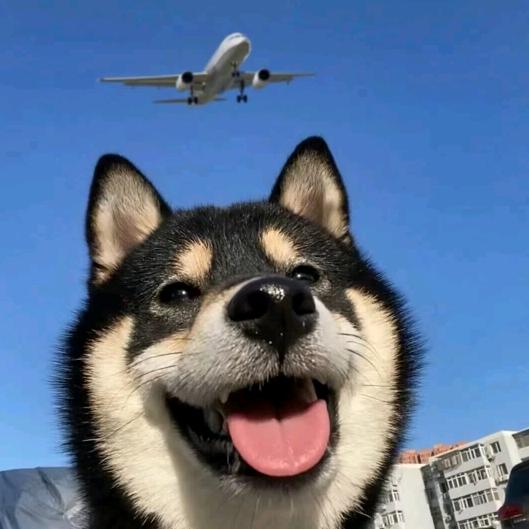 白鲸