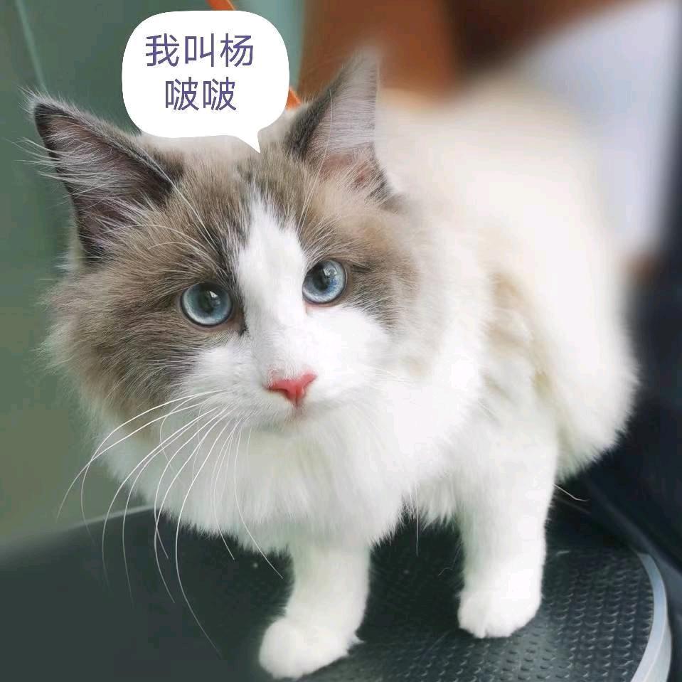 杨啵啵的M8