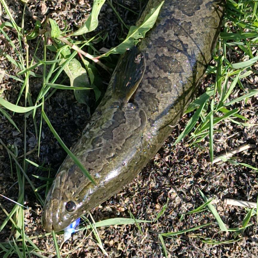 户外逮鱼摸虾。路亚黑。