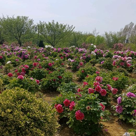 花儿