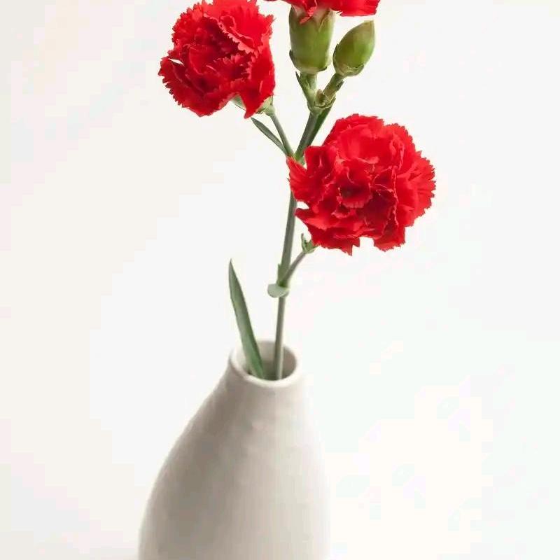 红色康乃馨