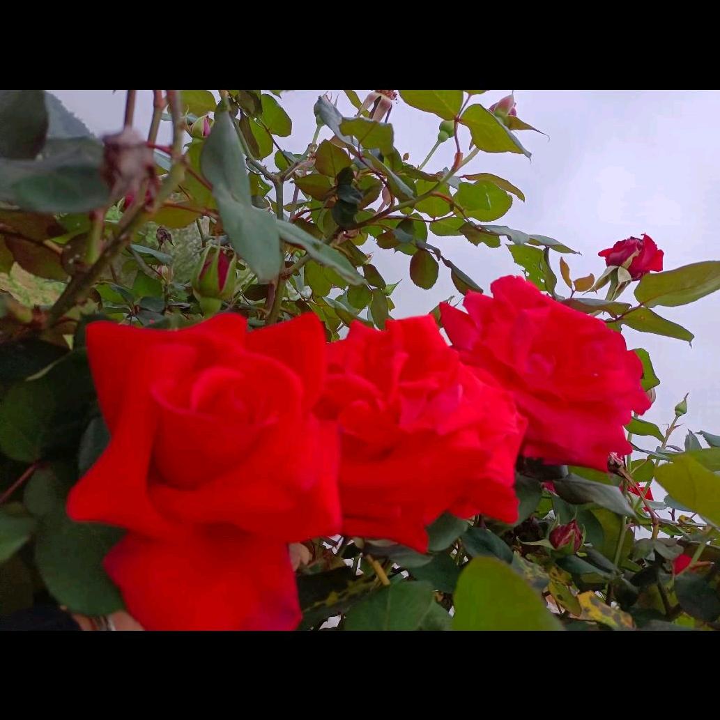 开心一天过一天