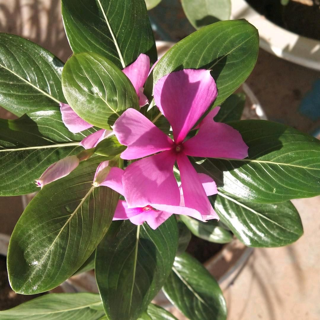 济南白桥宽叶大青稞种植基地。