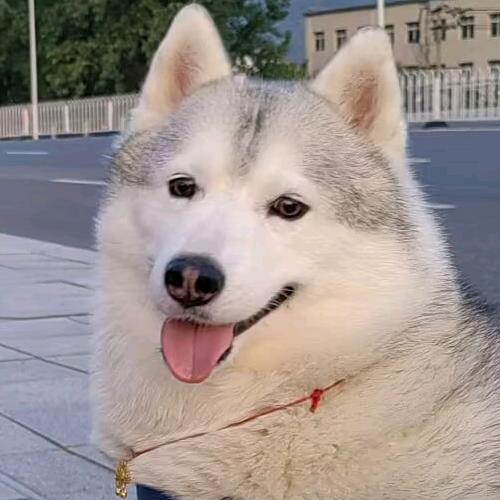 鱼糯糯