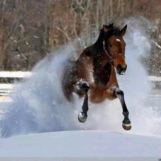 🙏🐎独行天地间🐎🙏