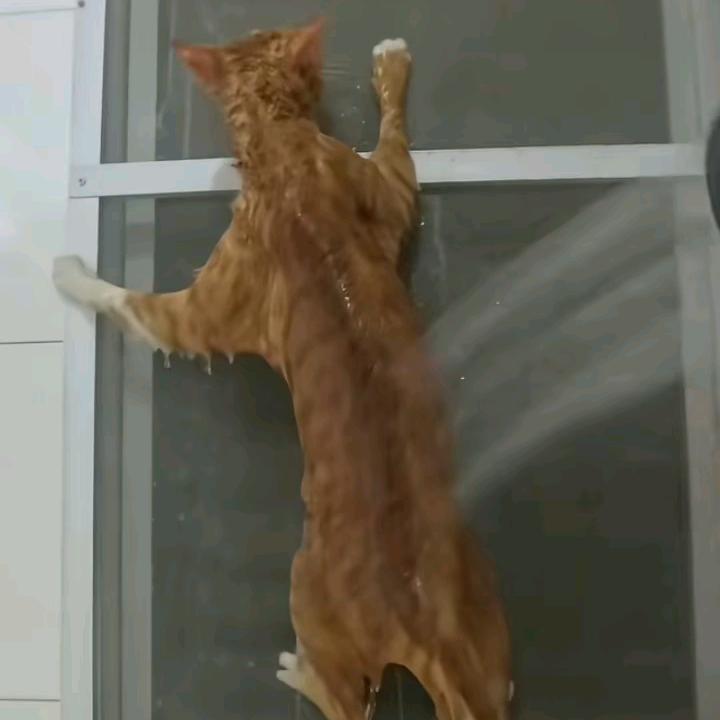 妈了个巴卡