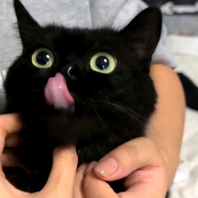 🀄猫火旺