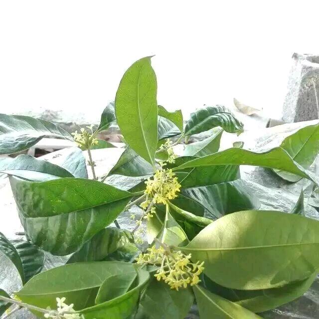 临邑房产紫蔷薇