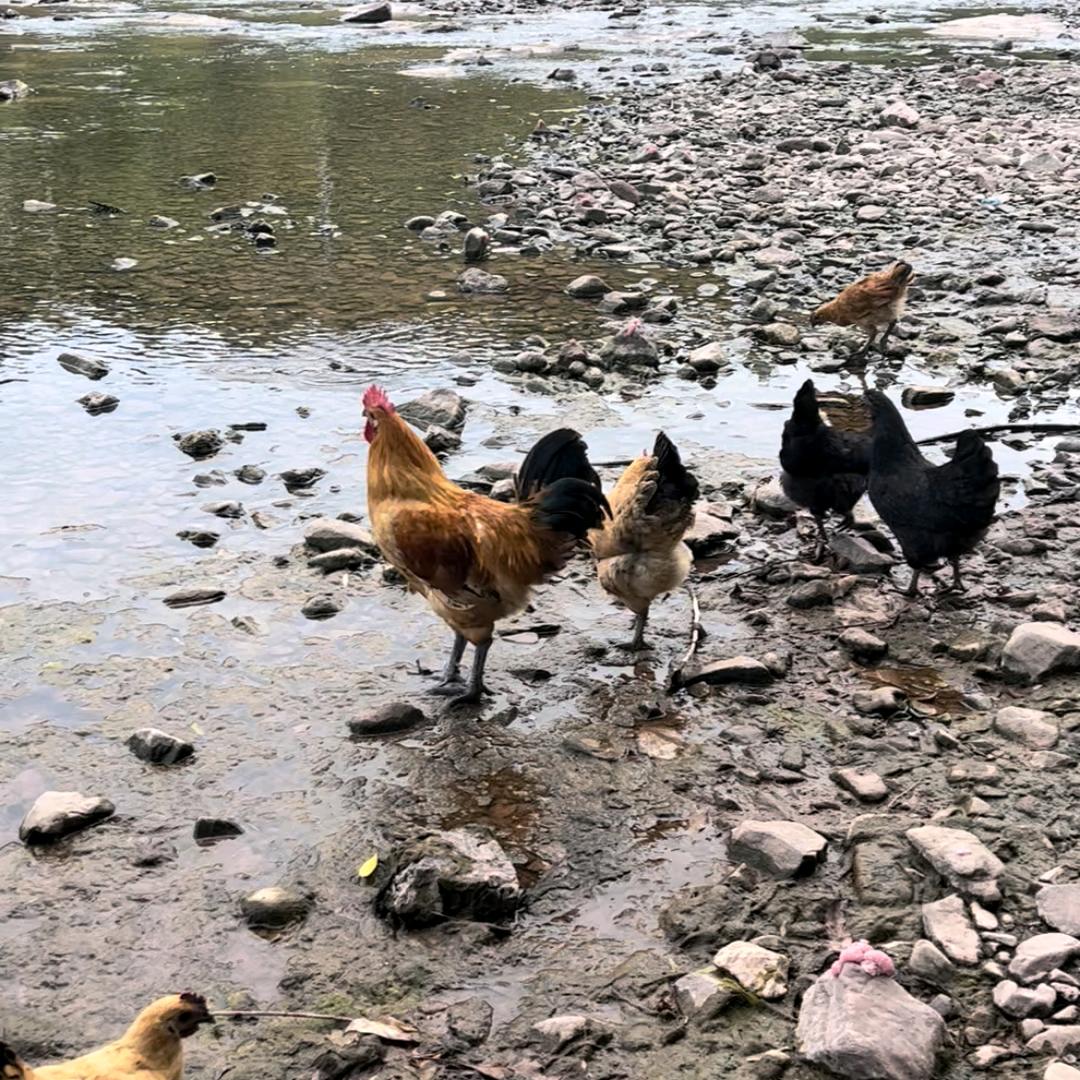 杨家湖南土货店