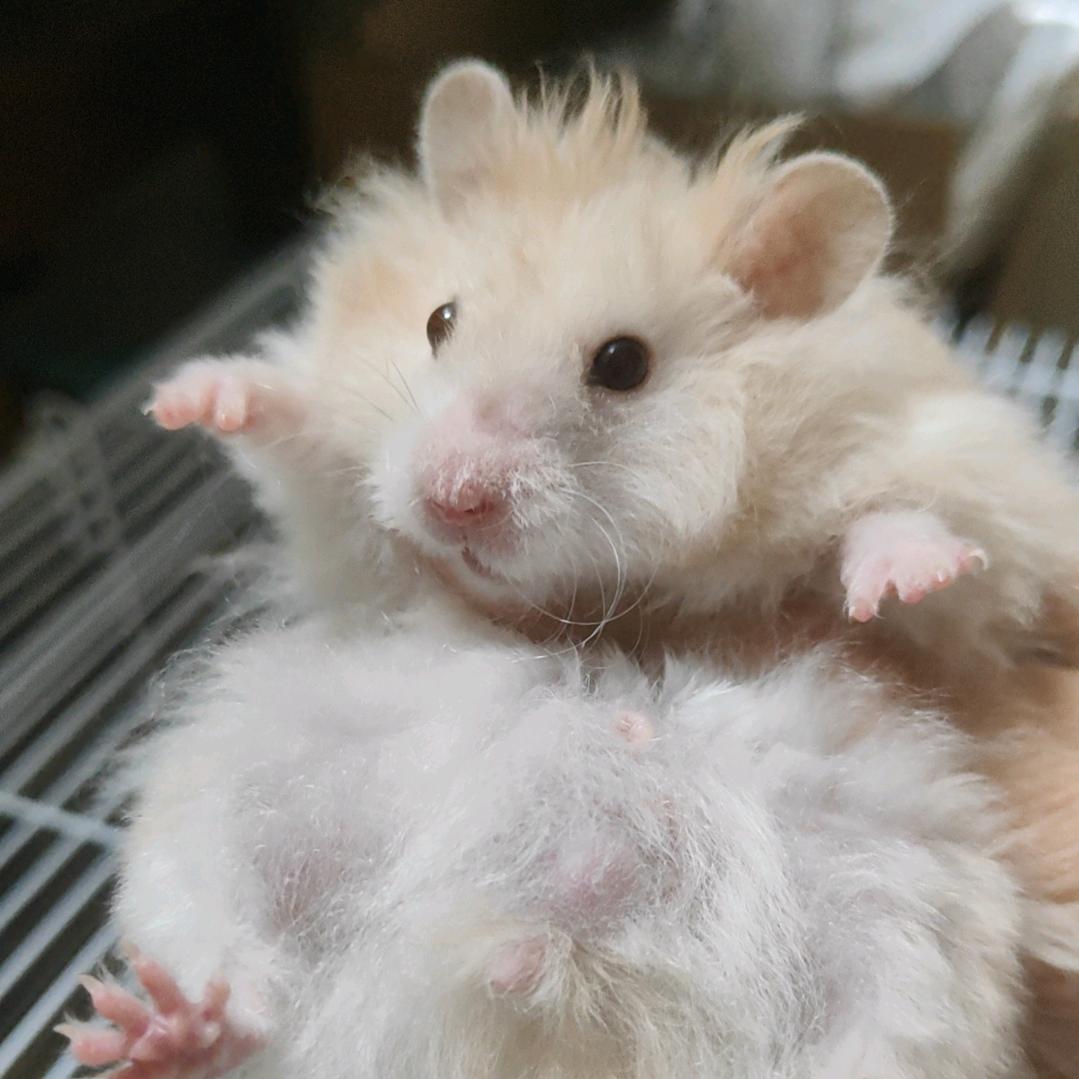 茉苡南椋（凉）（乱逛停谷）