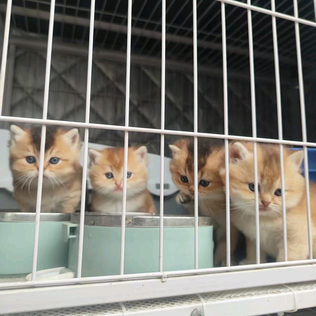 社旗猫店