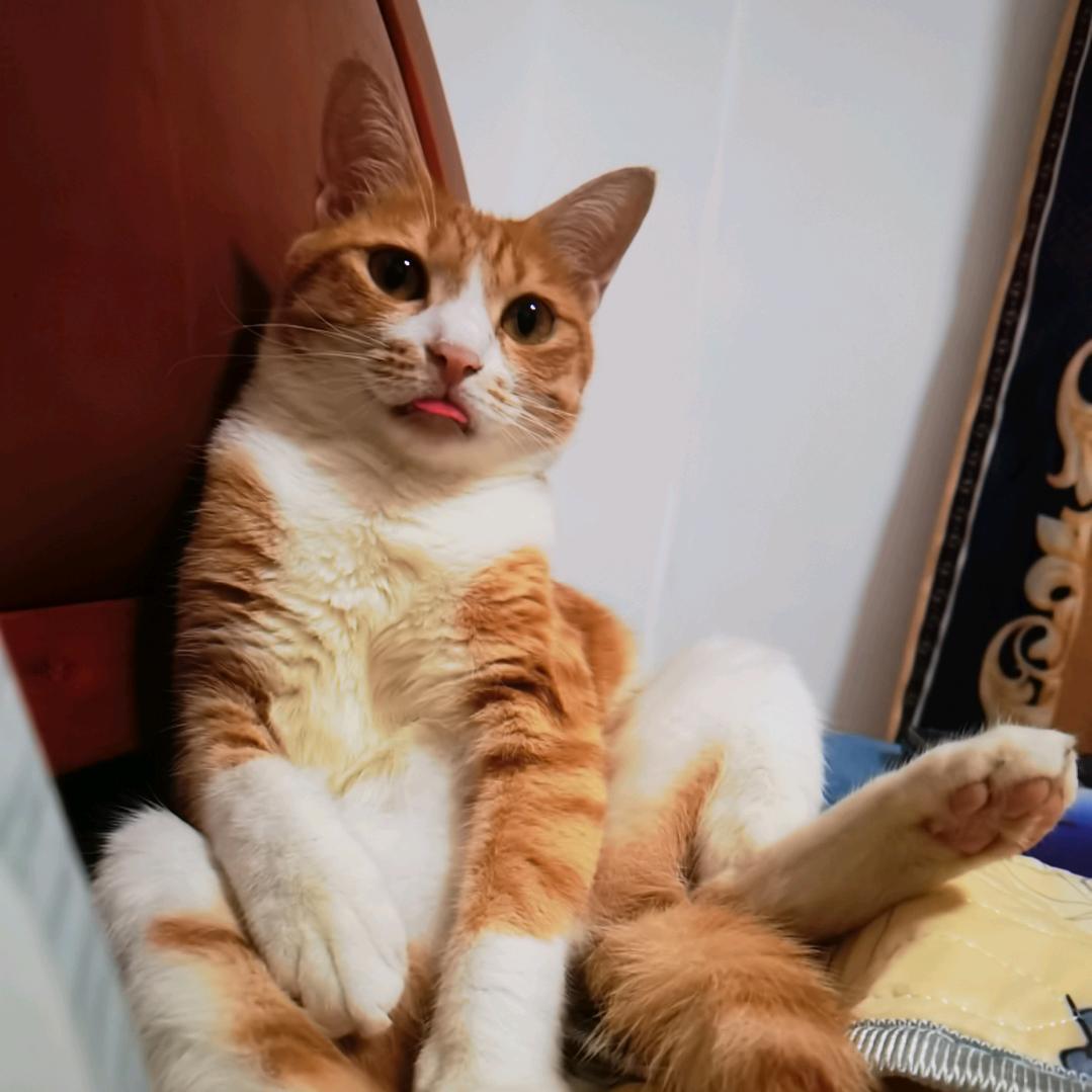 招财猫火炬🐱