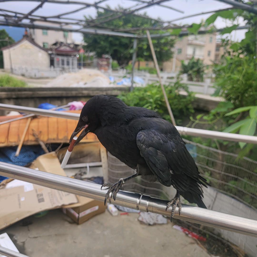 牧鸦·户外救助