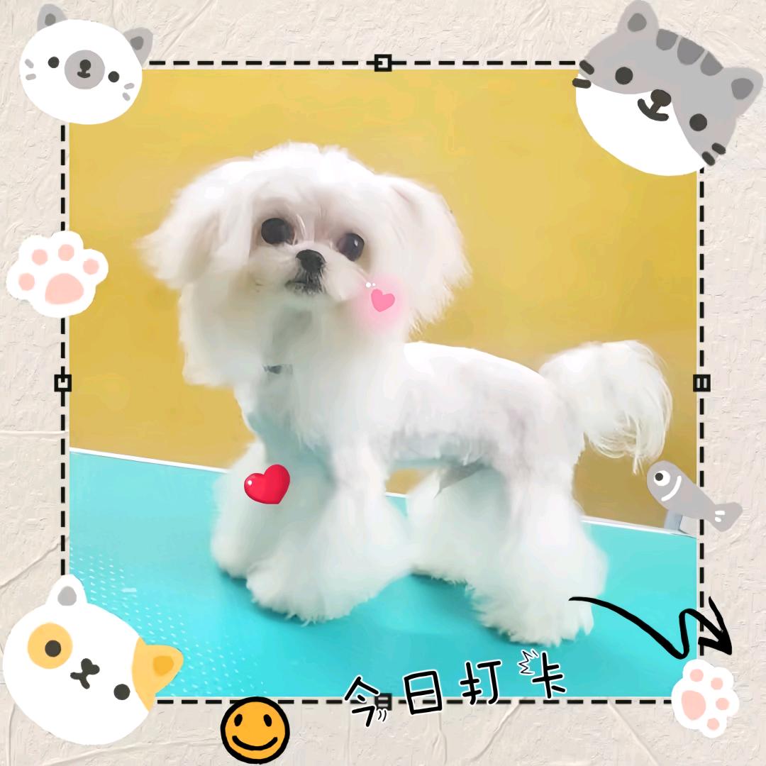 小雅家的马尔济斯约克夏