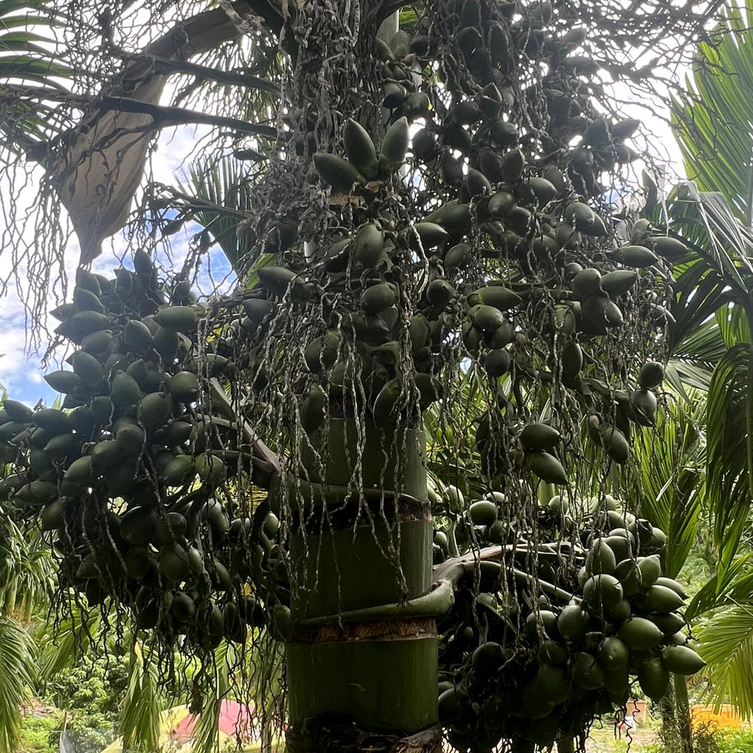 放一百个心
