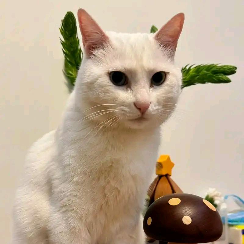 咪咪好物用品店