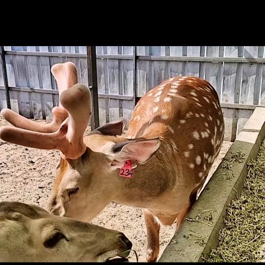 商丘启睿梅花鹿牧业