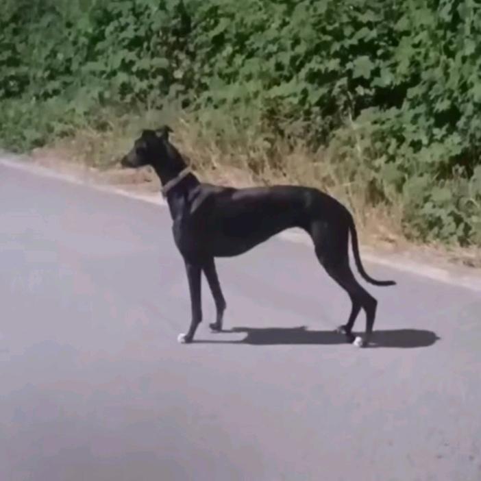 🔥🔥猎犬交流中心