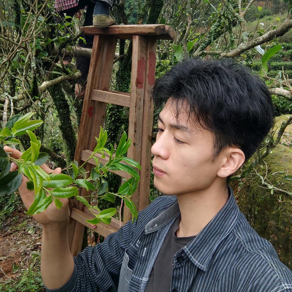 源枞茶业