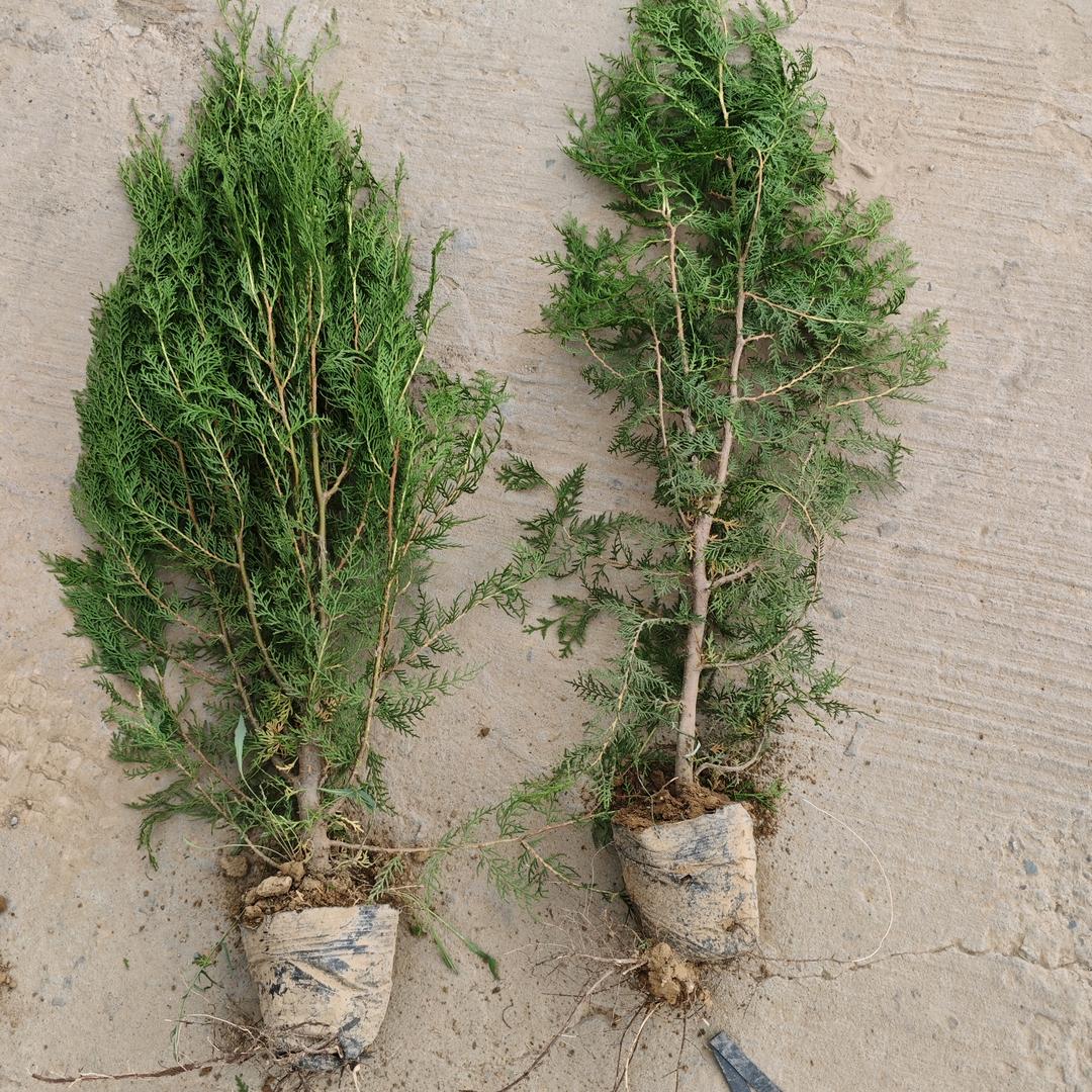 陕西省绥德县侧柏基地