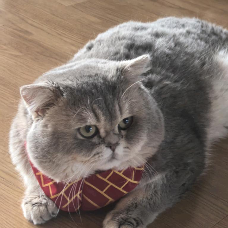 ꒰喵界陈浩南໒🐱