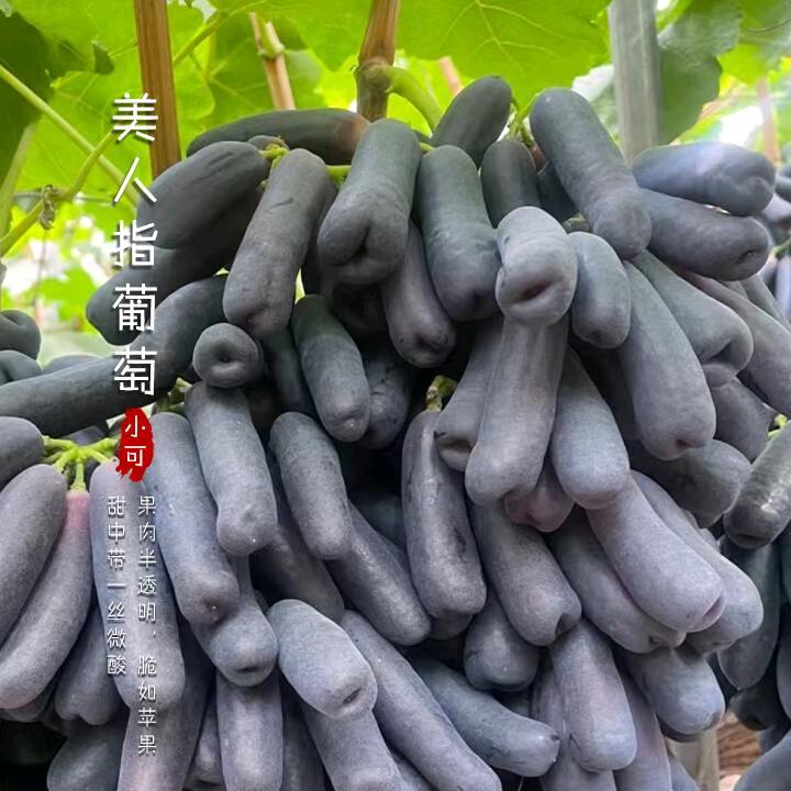 榜迈臻选利华果树苗木专卖店